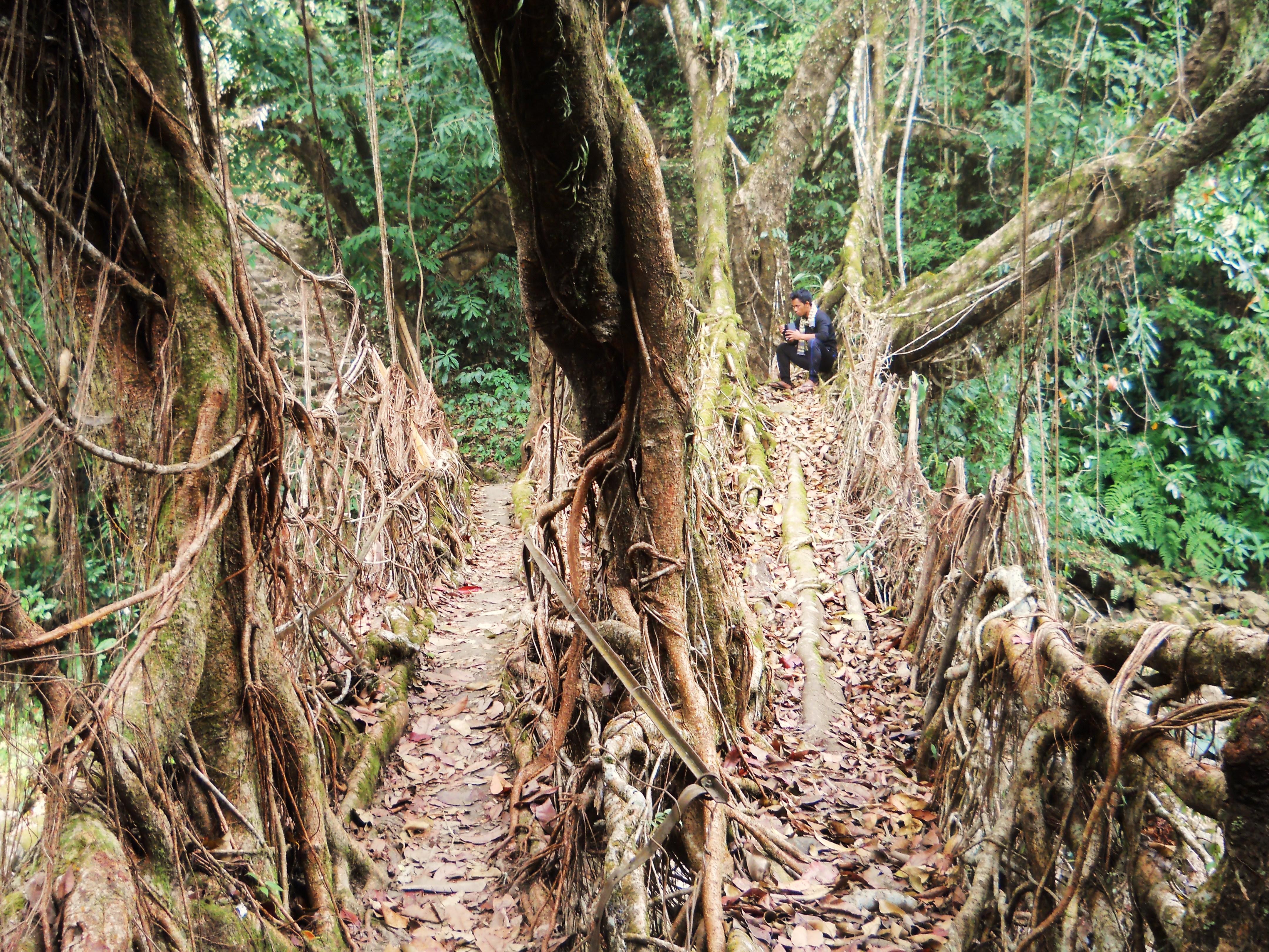 Living Root Bridge